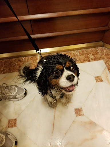 Florist «Cobby & Son Florist», reviews and photos, 704 Main St, Paterson, NJ 07505, USA