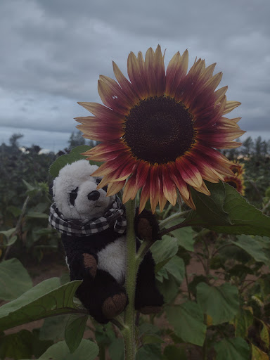 Amusement Center «Maris Farms», reviews and photos, 25001 Sumner Buckley Hwy, Buckley, WA 98321, USA