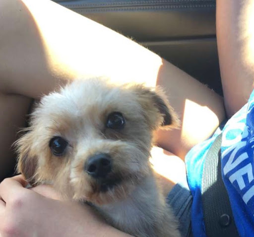 Pet Supply Store «EarthWise Pet Supply - Flower Mound», reviews and photos, 2311 Cross Timbers Rd #307, Flower Mound, TX 75028, USA