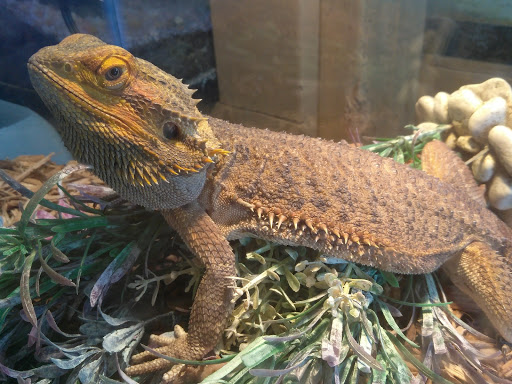 Pet Store «Off The Hook Exotics Pet Shop», reviews and photos, 926 5th Ave, Coraopolis, PA 15108, USA