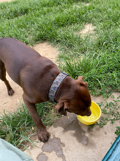 Dog Park «Forest Park Dog Run», reviews and photos, 8445 Park Ln S, Woodhaven, NY 11421, USA