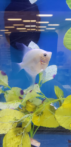 Pet Supply Store «Pet Supplies Plus», reviews and photos, 4067 Burbank Rd, Wooster, OH 44691, USA