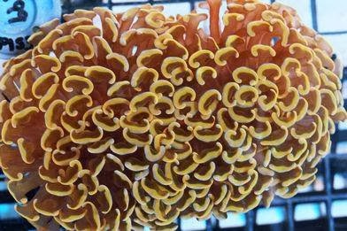 Pet Supply Store «Pacific East Aquaculture», reviews and photos, 107 School St, Mardela Springs, MD 21837, USA