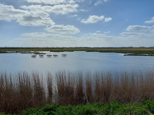 Marshes in Southampton