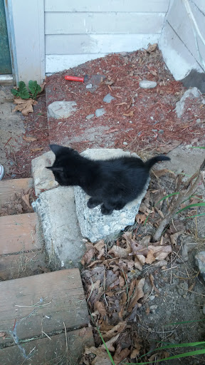 Park «Maple Leaf Reservoir Park», reviews and photos, 1020 NE 82nd St, Seattle, WA 98115, USA