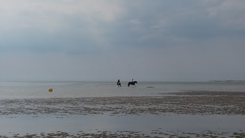 attractions randonnée/ promenade: guide nature baie d'Authie: Attractions et visites guidées Fort-Mahon-Plage