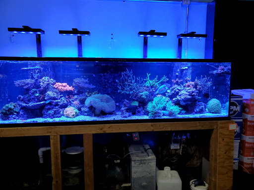 Pet Supply Store «Strictly REEF», reviews and photos, 907 W Moana Ln, Reno, NV 89509, USA