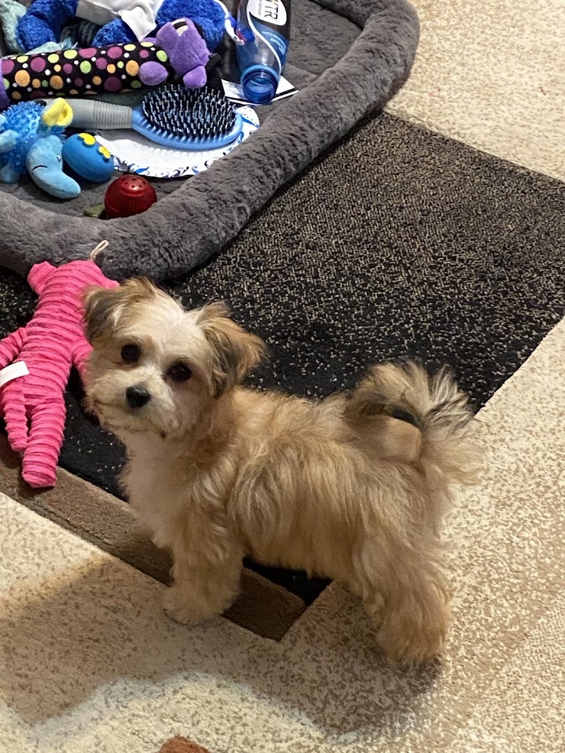 Snooty Pooch Pet Spa