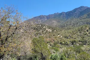 Madera Canyon image