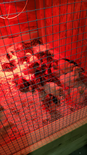 Sporting Goods Store «Big R of Homer Glen», reviews and photos, 15830 S Bell Rd, Homer Glen, IL 60491, USA