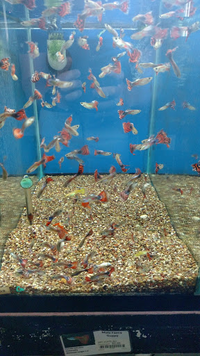 Pet Store «M V Pets», reviews and photos, 7429 S Westnedge Ave, Portage, MI 49002, USA