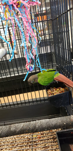 Bird Shop «Parrot & Bird Emporium Inc», reviews and photos, 360 N Westfield St, Feeding Hills, MA 01030, USA