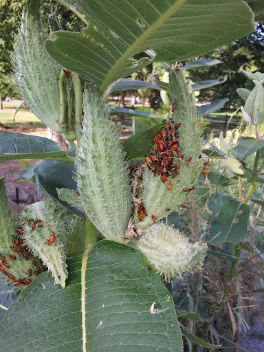 Park «Welles Park», reviews and photos, 2333 W Sunnyside Ave, Chicago, IL 60625, USA