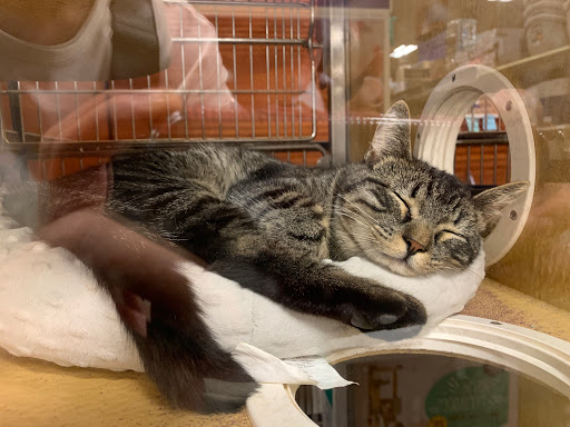 Pet Supply Store «PetSmart», reviews and photos, 745 W Huntington Dr, Monrovia, CA 91016, USA