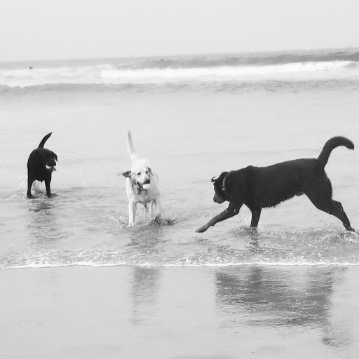 Animals «Petz Place Dog Food, Pet Supplies Store and Grooming», reviews and photos, 890 N Estrella Pkwy #100, Goodyear, AZ 85338, USA