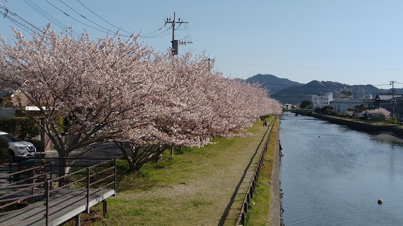 中川の桜並木