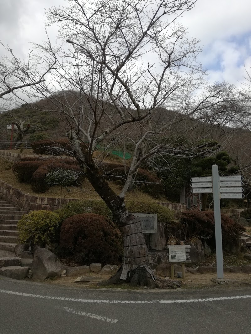 桜原木(龍野公園桜開花宣言判定桜)