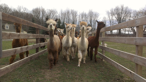 Fashion Accessories Store «Eclipse Alpacas», reviews and photos, 1575 N Coats Rd, Oxford, MI 48371, USA