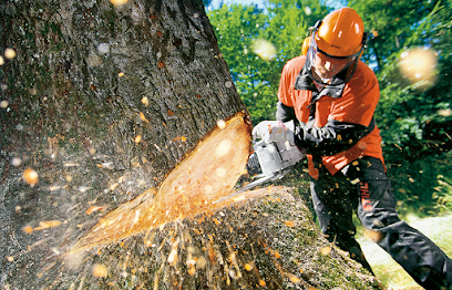 Arborist and tree surgeon