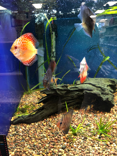 Tropical Fish Store «Aquatic Dog», reviews and photos, 7429 E Iliff Ave, Denver, CO 80231, USA