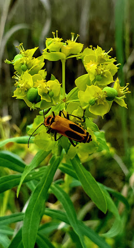 Nature Preserve «Wood Lake Nature Center», reviews and photos, 6710 Lake Shore Dr S, Minneapolis, MN 55423, USA