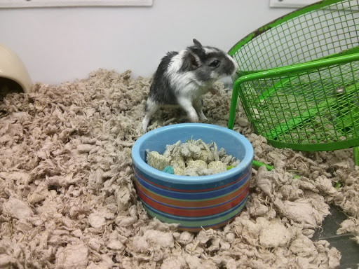 Pet Supply Store «Petco Animal Supplies», reviews and photos, 86 Storrs Rd, Mansfield Center, CT 06250, USA