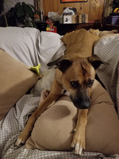 Supermarket «ALDI», reviews and photos, 1490 Torrence Ave, Calumet City, IL 60409, USA