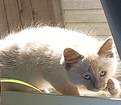 Pet Store «Feed-Rite Pet Supply», reviews and photos, 2979 Fort St, Lincoln Park, MI 48146, USA