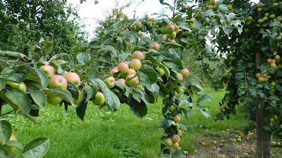 Les Bulles Ardennaises à Lalobbe