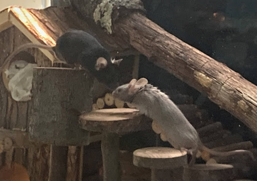 Pet Store «New England Tropical Pet», reviews and photos, 49 Drum Hill Rd, Chelmsford, MA 01864, USA