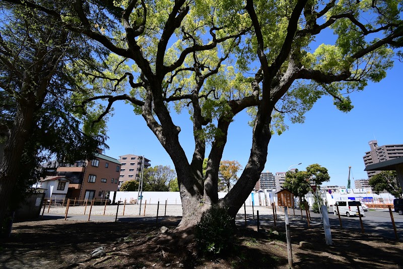 平塚小学校蹟の樟樹