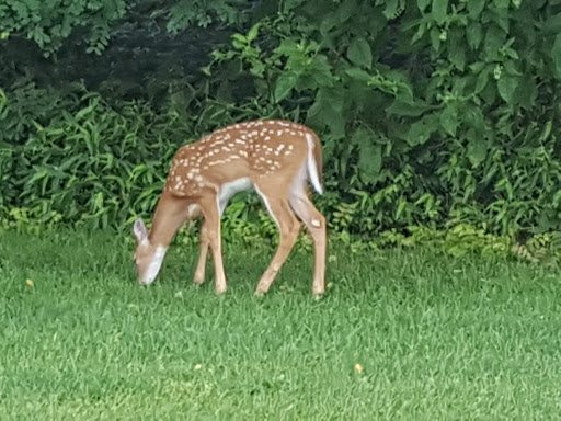 Golf Course «William F. Larkin Golf Course at Colonial Terrace», reviews and photos, 1003 Wickapecko Dr, Ocean Township, NJ 07712, USA