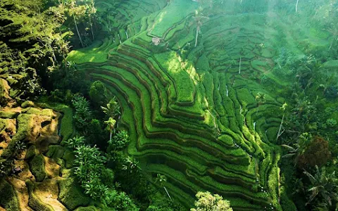 Mupu Rice Terrace image