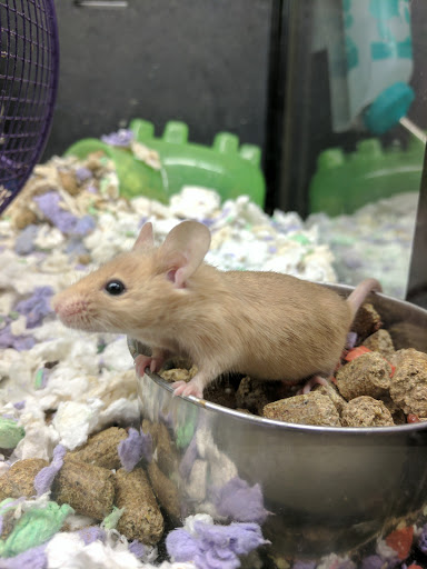 Pet Supply Store «PetSmart», reviews and photos, 19075 Interstate 45 S, Shenandoah, TX 77385, USA