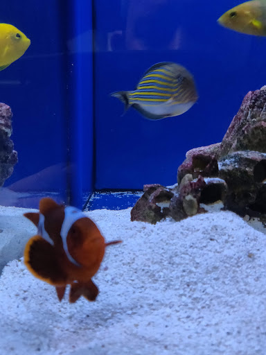 Tropical Fish Store «Exotic Aquatics», reviews and photos, 2929 Custer Rd #317, Plano, TX 75075, USA