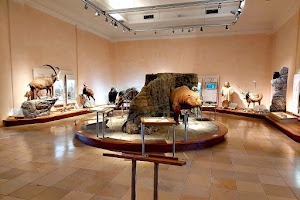 Staatliches Naturhistorisches Museum