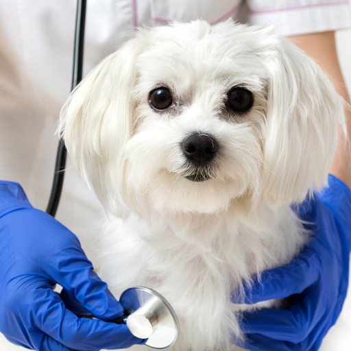 Vet Care Saúde e Estética Animal - Clínica Veterinária em Campinas - SP