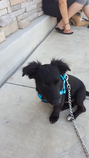 Pet Supply Store «PetSmart», reviews and photos, 288 12th Ave, Hanford, CA 93230, USA