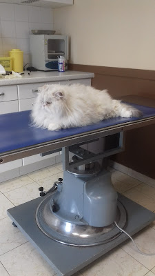 Clinique Vétérinaire Maeva Cote Opale à Outreau