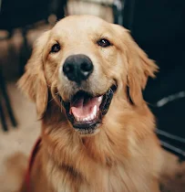 Hustlin Hounds - Car repair in , Fort Collins - Rated 4.8/5