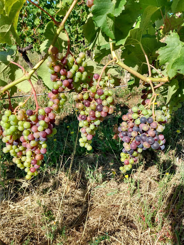 SCEA Des Vignobles Begard à Laroque