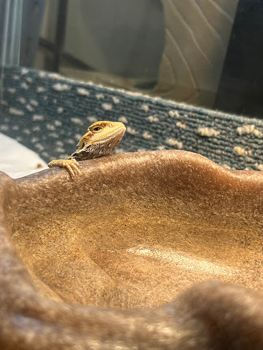 Pet Supply Store «PetSmart», reviews and photos, 8460 Tamarack Village, Woodbury, MN 55125, USA