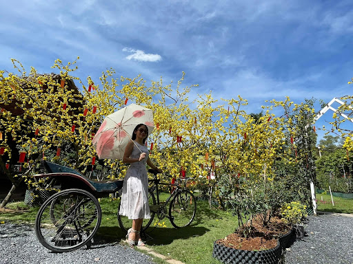 Top 20 cửa hàng cây kiểng Thành phố Phan Thiết Bình Thuận 2022