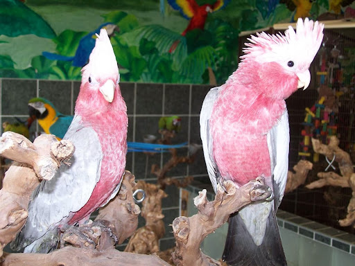 Bird Shop «Angels Bird Jungle», reviews and photos, 1031 Broad St, Shrewsbury, NJ 07702, USA