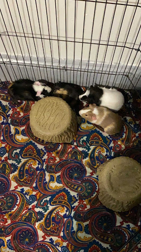 Pet Supply Store «Pet Supplies Plus», reviews and photos, 175 Memorial Ave, West Springfield, MA 01089, USA