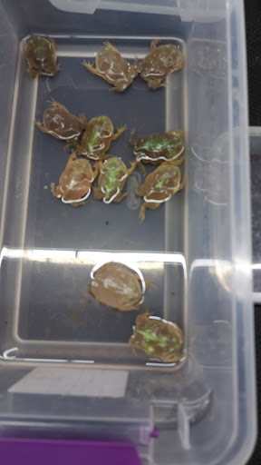 Tropical Fish Store «Tropi-Quatics Pet Center», reviews and photos, 337 S Main St, Lombard, IL 60148, USA