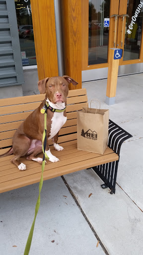 Camping Store «REI», reviews and photos, 7531 North Point Pkwy, Alpharetta, GA 30022, USA