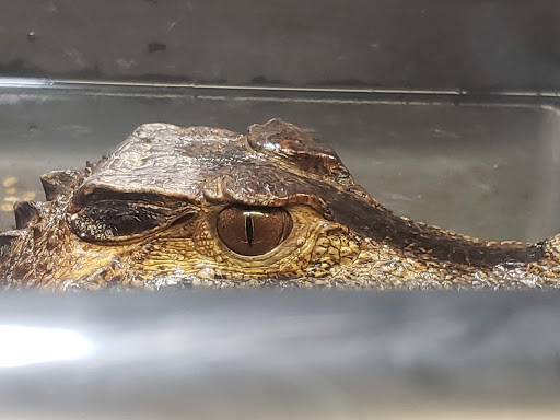 Zoo «Reptile Zoo», reviews and photos, 22715 US-2, Monroe, WA 98272, USA