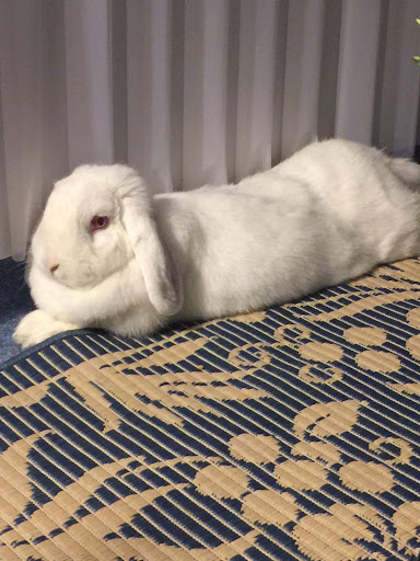 House Rabbit Connection