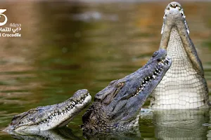 Dubai Crocodile Park image